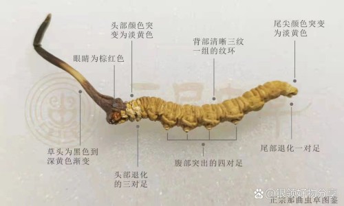 百令胶囊厂家-百令70粒36元钱是真药吗专区_百令片杭州中美华东图片专区_杭州产百令药价格网